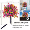 Everlasting Garden Flowers Enjoy a Beautiful Garden All Year